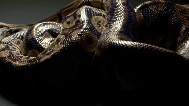 Video of royal python on dark texture