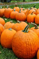 Pumpkins on farm in autumn