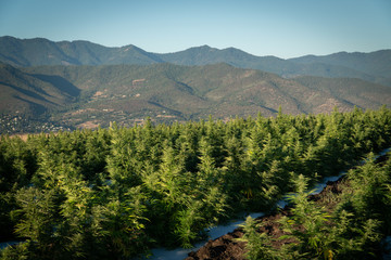 Fototapeta na wymiar Marijuana farm in the hills above Ashland in Southern Oregon on a beautiful sunny summer morning