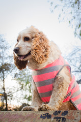 american cocker spaniel puppy in the park