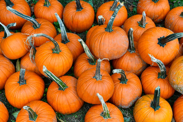 Pumpkins on farm in autumn