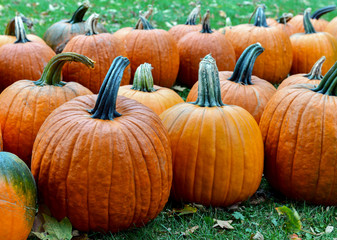Pumpkins on farm in autumn