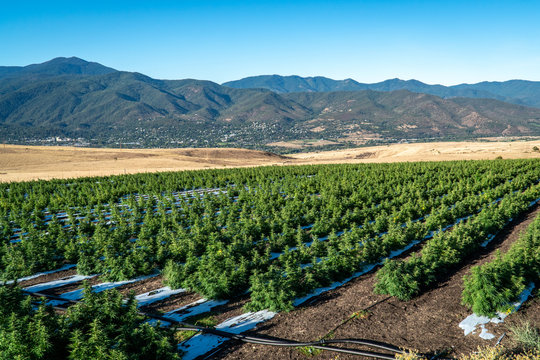 Rows of marijuana plants on a farm in the hills above Ashland in Southern Oregon on a beautiful sunny summer morning