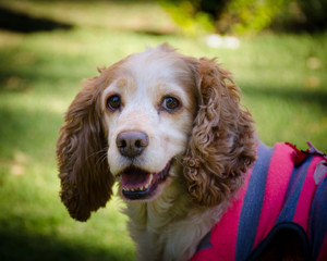 cocker spaniel sitting on stump