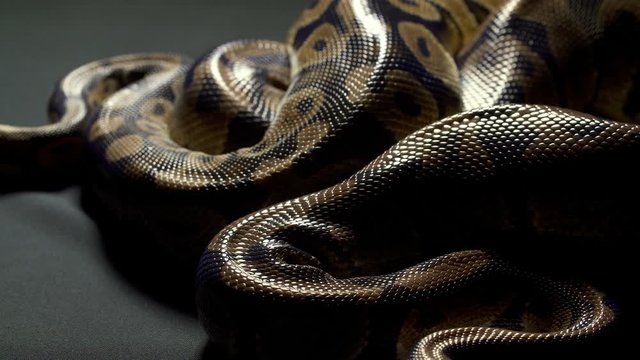 Video of ball python on dark background
