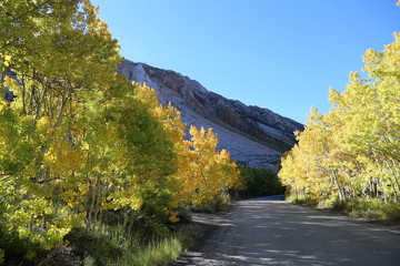 Obraz premium Autumn colors in the california eastern sierras