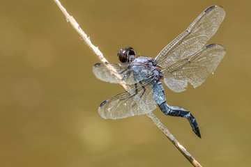 A slaty skimmer dragonfly with a kinked tail perches on a stick at Crowder County Park in Apex, North Carolina.