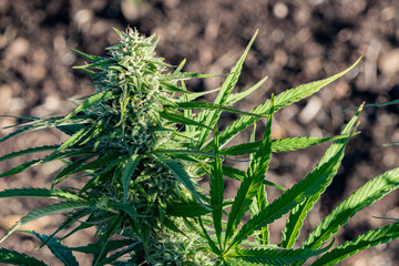 Naklejka premium Close-up of marijuana flower bud on a farm in the hills above Ashland Oregon on a beautiful summer morning