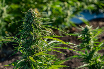 Close-up of marijuana flower bud on a farm in the hills above Ashland Oregon on a beautiful summer morning