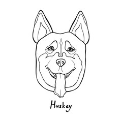 Hand draw husky portrait. Hand draw vector illustration
