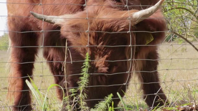 Scottish highland cattle grazing on a meadow. Scottish highland cattle eating grass behind a fence