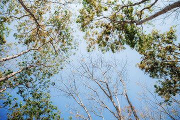 Tall trees with fallen leaves at sky.
