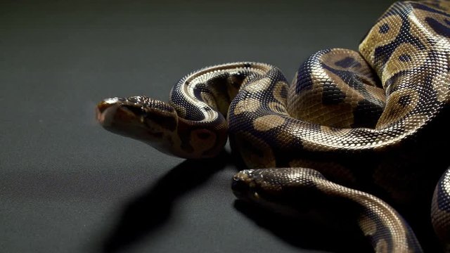 Video of ball python on dark