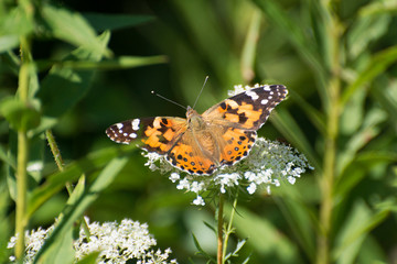 Butterfly 2019-135 / Painted Lady (Vanessa cardui)