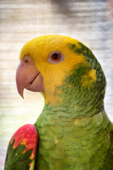 Perico