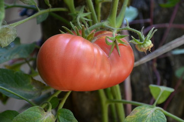 Large juicy tomato grows on a suspended stem.