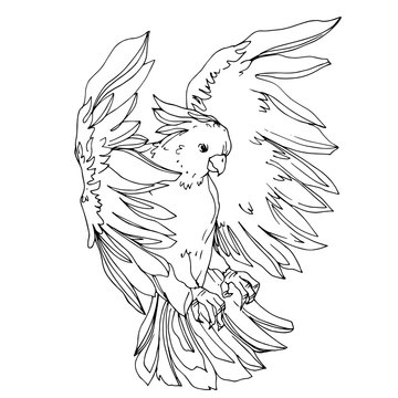 recommend clip art: Vector Sky bird cockatoo in a wildlife isolated. Black and white engraved ink art. Isolated parrot illustration element.