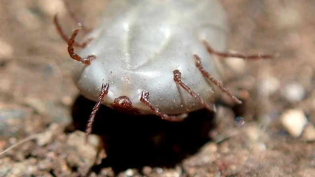 Dog tick (Haemaphysalis longicornis) lying on its back trying to stand back on its feet, macro, handheld shot.