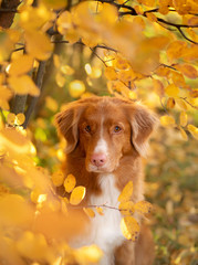 Dog in the park in autumn. Nova Scotia Duck Tolling Retriever, colored leaves