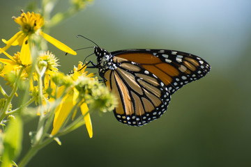 Butterfly 2019-137 / Monarch butterfly (Danaus plexippus) on flowers