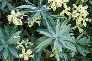 close up of sage and variegated sage