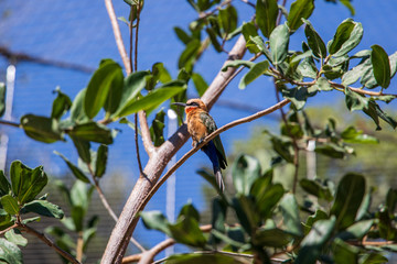 Colorful Bird