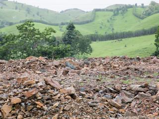 Forest trees and leafs 