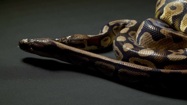 Video of ball python on dark table
