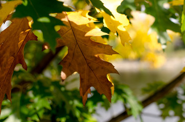 Sunny moment with few yellow leaves on green tree. Beatiful of fall start.