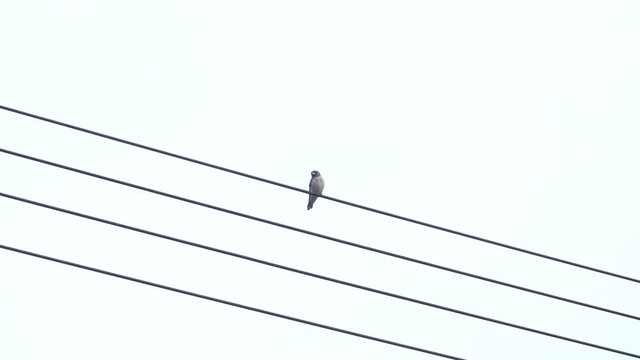 a bird perching pylon cable then fly out