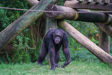 Chimpanzee in Zoo habitat, Montgomery AL