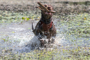 Labrador