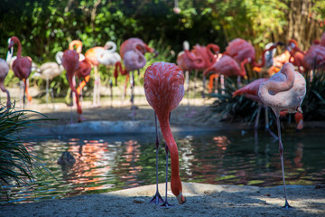 flamingos with bokeh 