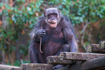 Chimpanzee in Zoo habitat, Montgomery AL
