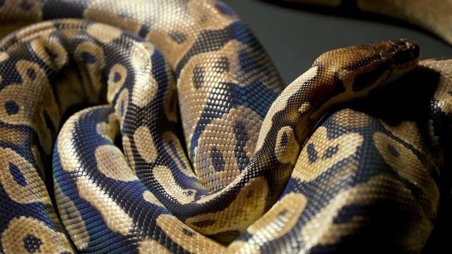 Footage of royal ball python on black texture