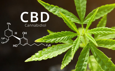 Cannabidiol (CBD) molecule formula with Marijuana background, Cannabis leaves.