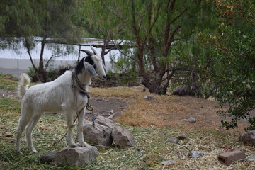 goat on the rock