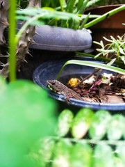 herbs and spices on wooden background