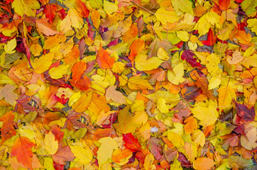 Naklejka na ściany i meble Many colorful autumn leaves.A carpet of fallen leaves.
