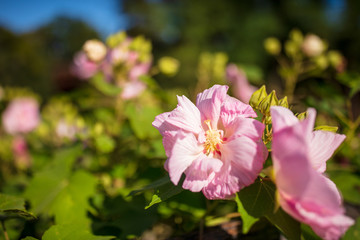 巾着田の酔芙蓉