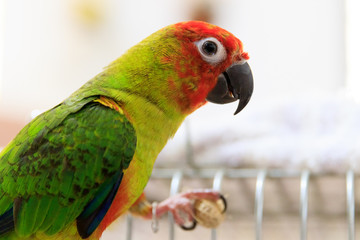 Singapore - SEPTEMBER 30, 2019: Jenday Hybrid parrot bird eating a peanut