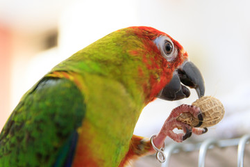 Singapore - SEPTEMBER 30, 2019: Jenday Hybrid parrot bird eating a peanut