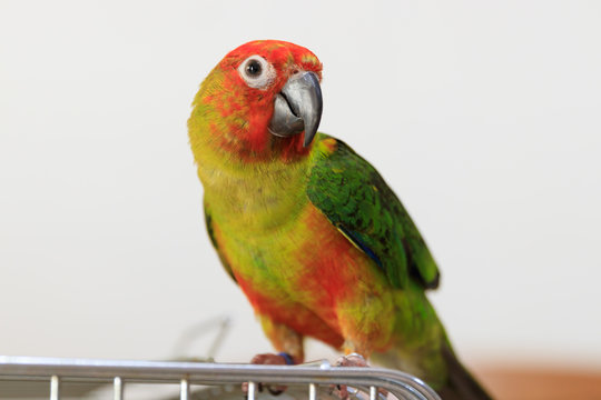 Singapore - SEPTEMBER 30, 2019: Jenday Hybrid parrot bird standing