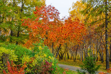 Riot of colors in the autumn Park.Trees of different breeds with yellowed leaves.The area in the fall.