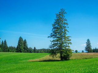 Single Spruce tree on a meadow in bavaria