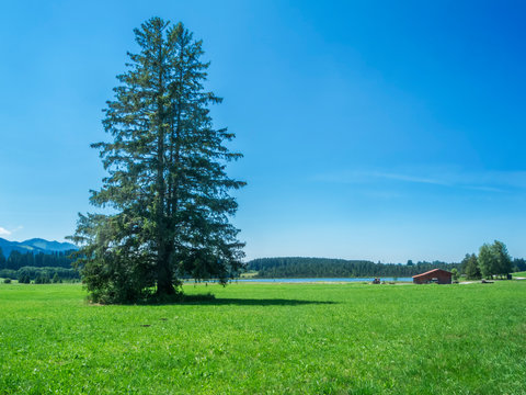 Spruce at the Attlesee