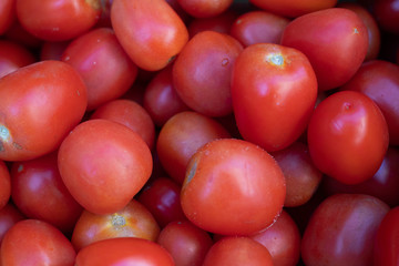 tomates organicos
