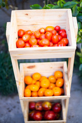 fresh tomatoes, natural fruit, organic