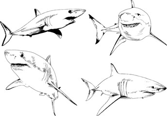 great white shark drawn in ink freehand sketch logo	