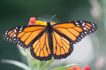 Butterfly 2019-143 / Monarch butterfly (Danaus plexippus) On Milkweed